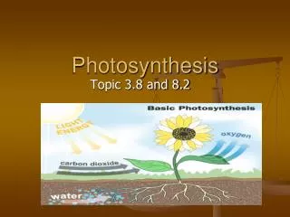 Photosynthesis