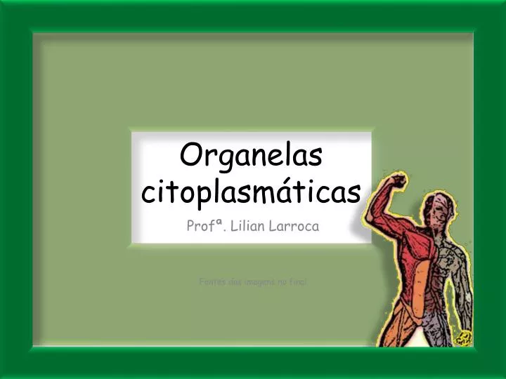 organelas citoplasm ticas