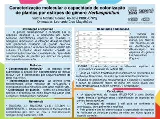 caracteriza o molecular e capacidade de coloniza o de plantas por estirpes do g nero herbaspirillum