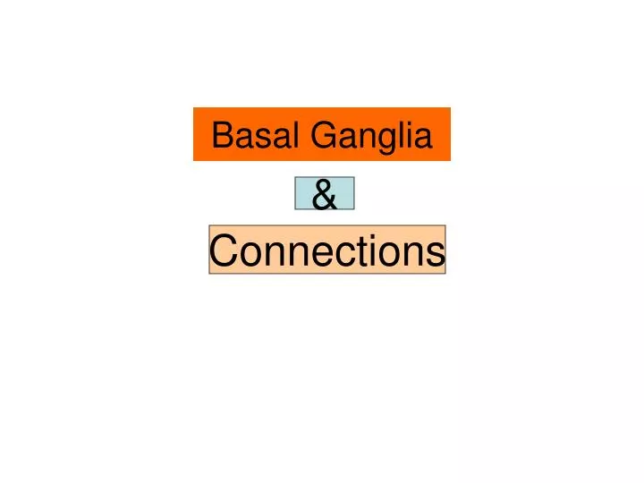 basal ganglia