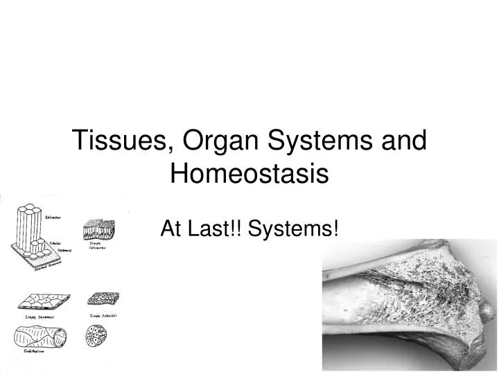 tissues organ systems and homeostasis