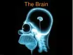 The Brain - slide 1