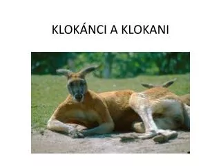 KLOKÁNCI A KLOKANI