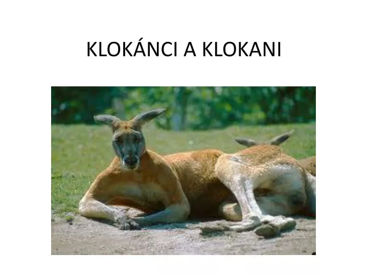 klok nci a klokani