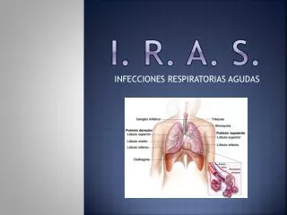 i r a s