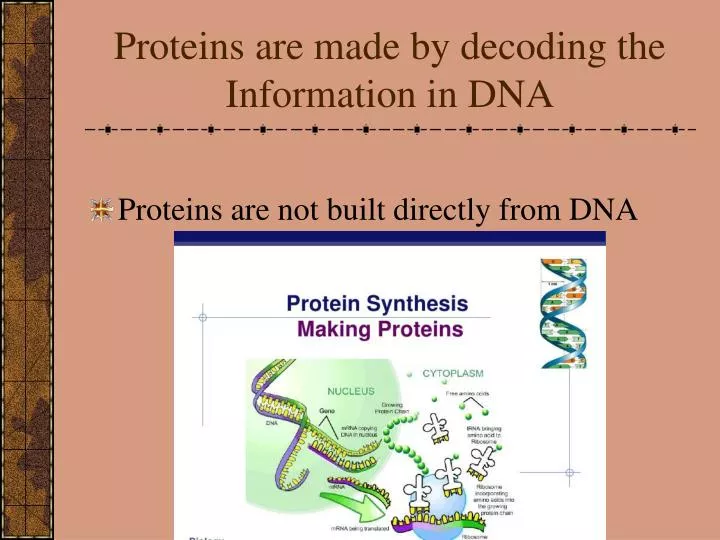 proteins are made by decoding the information in dna