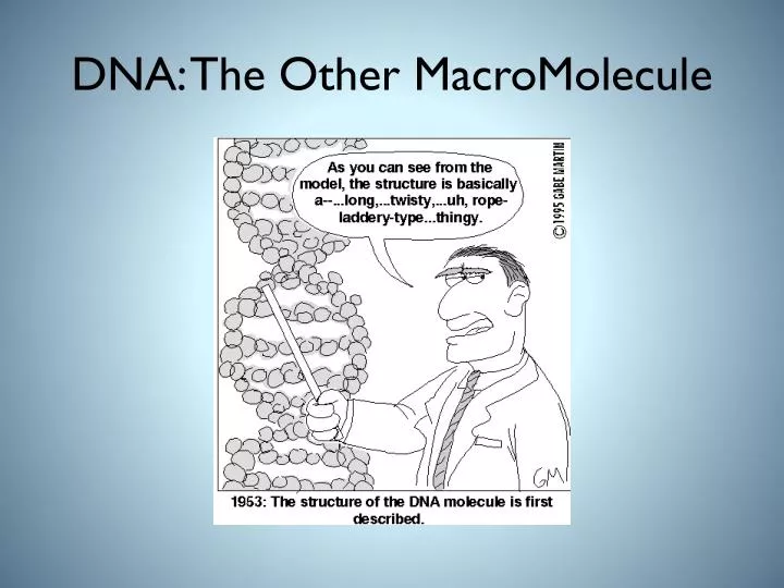 dna the other macromolecule