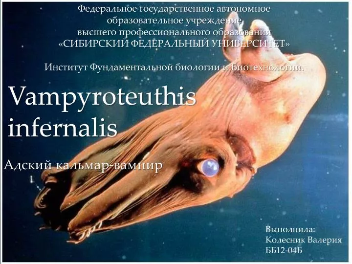 vampyroteuthis infernalis