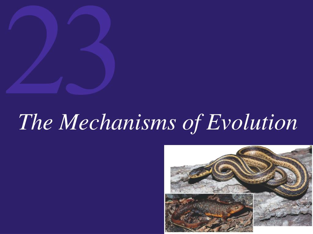PPT - The Mechanisms of Evolution PowerPoint Presentation, free ...