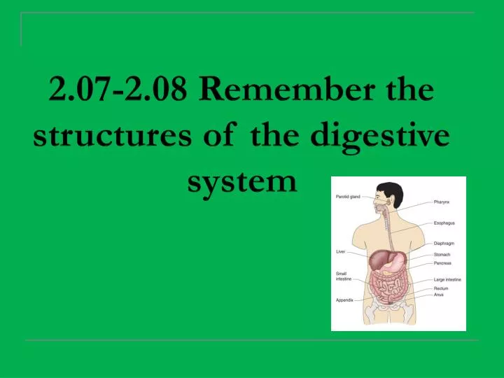 2 07 2 08 remember the structures of the digestive system