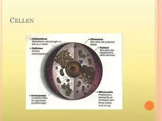 cellen