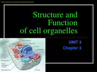 Structure and Function of cell organelles