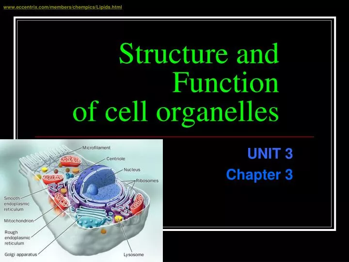 structure and function of cell organelles