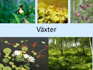 v xter
