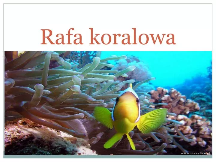 rafa koralowa