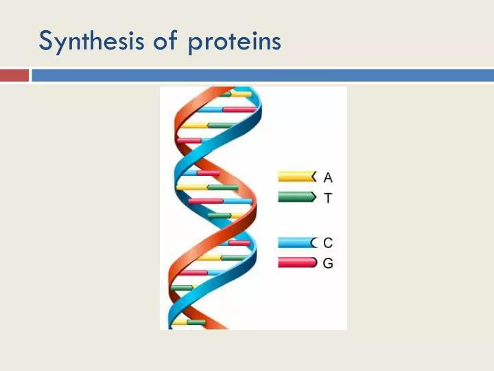synthesis of proteins