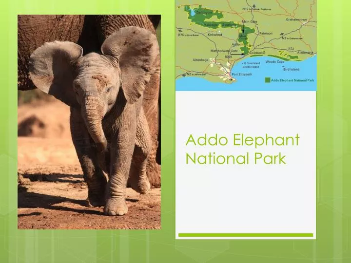 addo elephant national park