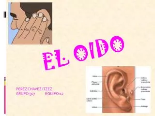 el oido