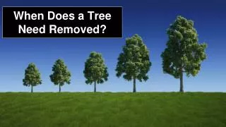 When Does a Tree Need Removed?