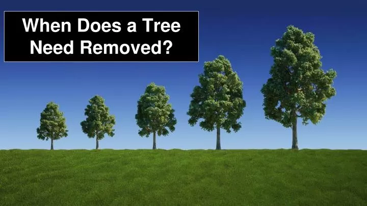 when does a tree need removed