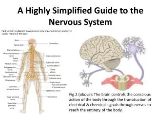 A Highly Simplified Guide to the Nervous System