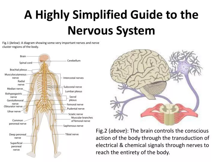 a highly simplified guide to the nervous system