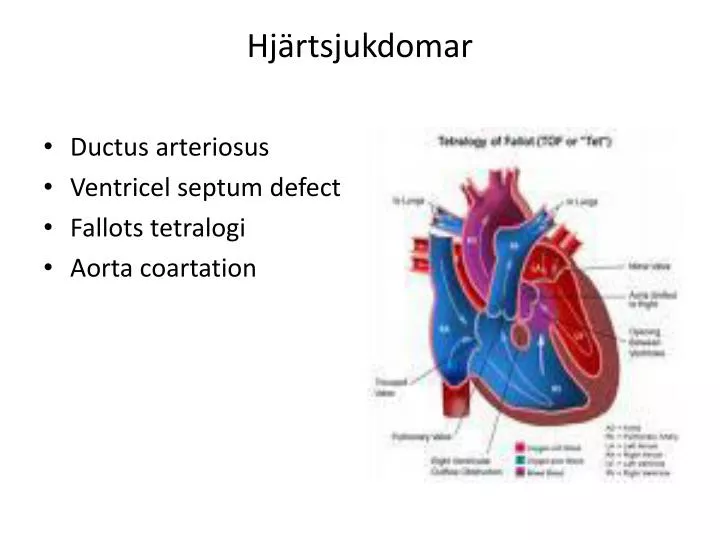 hj rtsjukdomar