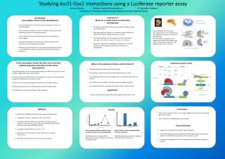 Studying Ascl1-Gsx2 interactions using a Luciferase reporter assay