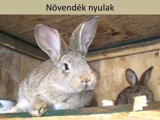 n vend k nyulak