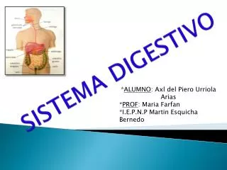 sistema digestivo