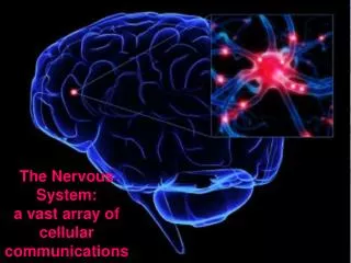 The Nervous System: a vast array of cellular communications