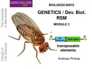 transposable elements