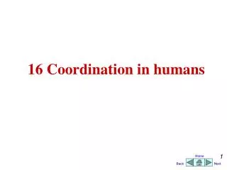 16 Coordination in humans
