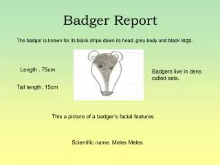Badger Report