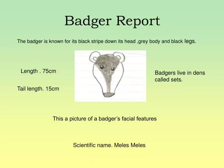 badger report