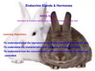 Endocrine Glands &amp; Hormones