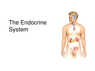 the endocrine system