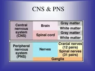 cns pns