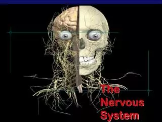 the nervous system