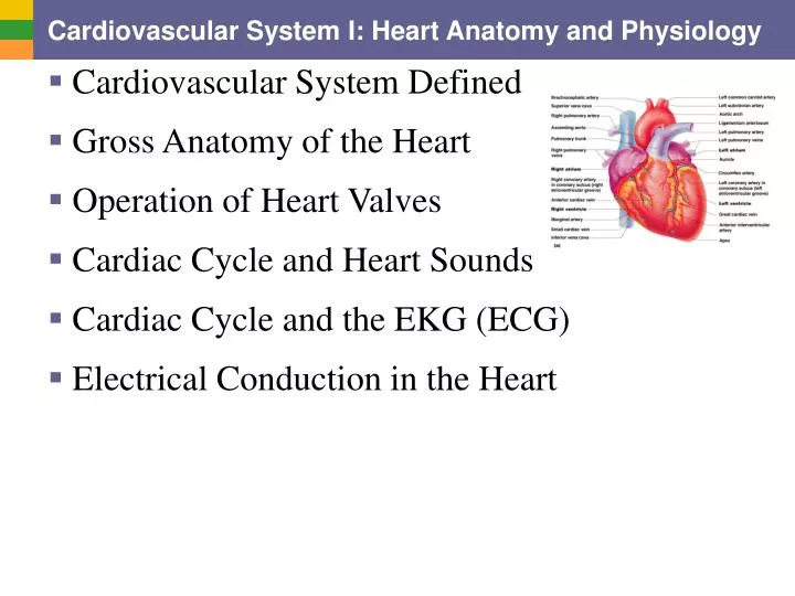 cardiovascular system i heart anatomy and physiology