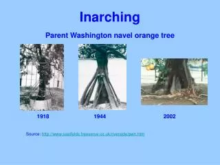 Inarching Parent Washington navel orange tree