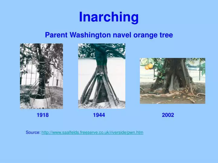 inarching parent washington navel orange tree