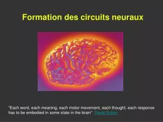 formation des circuits neuraux