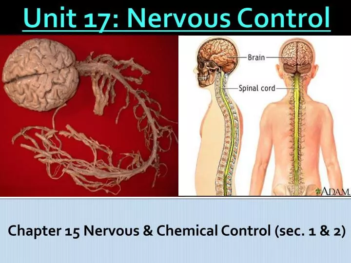 chapter 15 nervous chemical control sec 1 2
