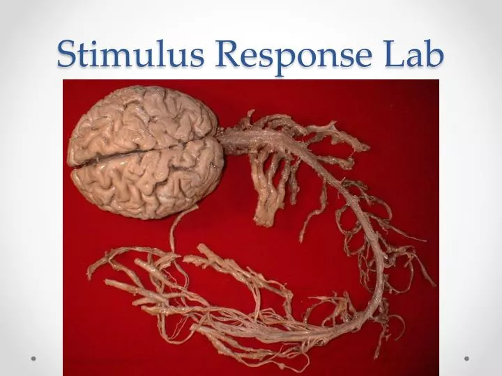 stimulus response lab