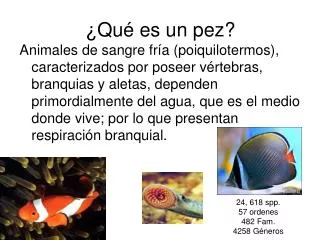 qu es un pez