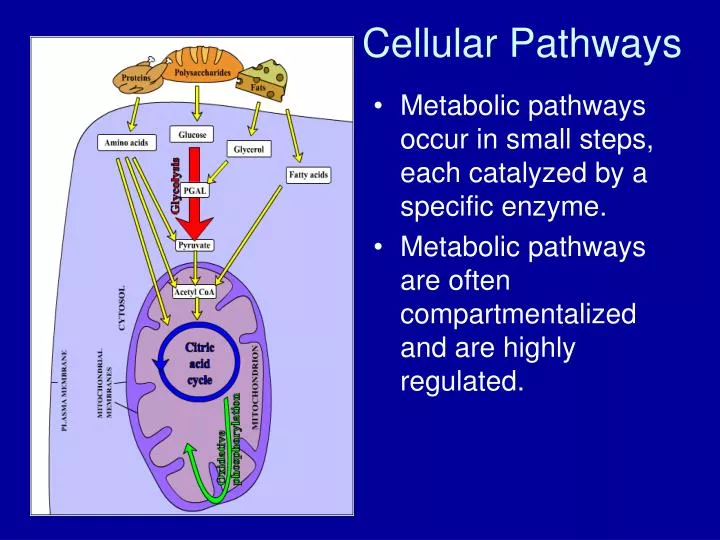 cellular pathways