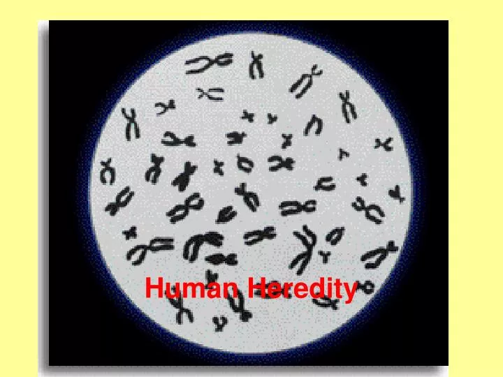 human heredity
