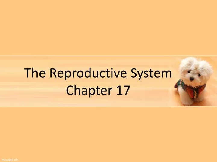 the reproductive system chapter 17