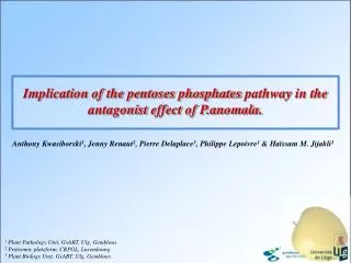 Implication of the pentoses phosphates pathway in the antagonist effect of P.anomala.